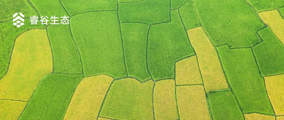 大道恒美×睿谷生态：大品牌战略，赋新生活方式营销