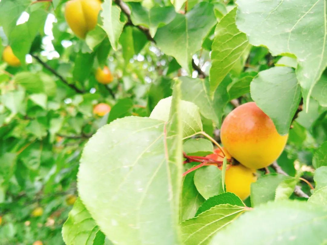 我是灵台，这是我的名片