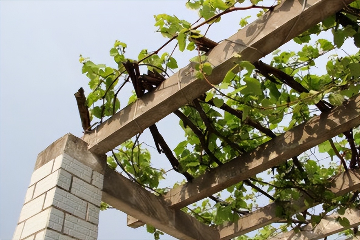 门前不栽树说法有什么讲究,五树进阳宅人穷家也败指哪五种树