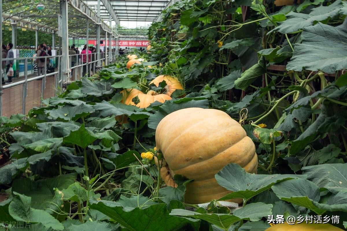 南瓜秧子长得旺但不结瓜怎么办,黄瓜重茬不结瓜如何解决