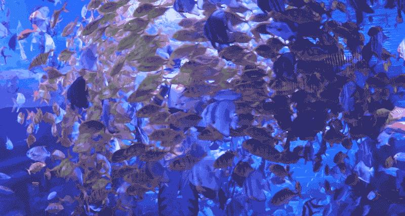 滨州海底世界5.1演出时间表,滨州海底世界39.9团购票