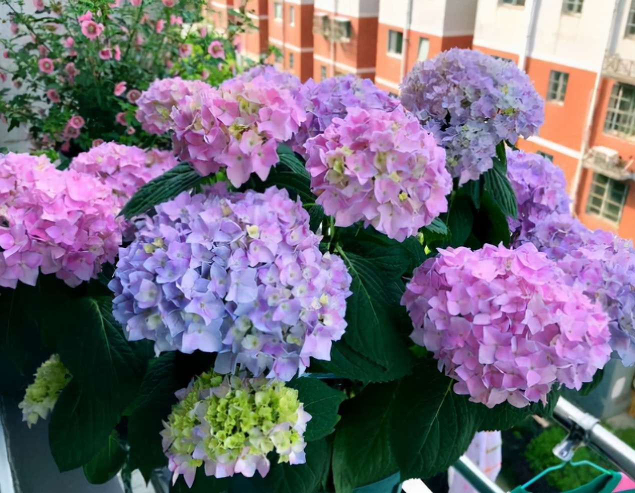 最容易买错的4种花,最容易买的5种花