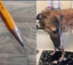 火爆外网的魔性“车座子狗”，究竟是什么梗？