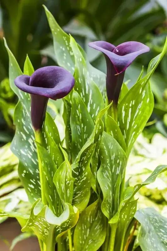 马蹄莲新娘,马蹄莲新娘手捧花图片