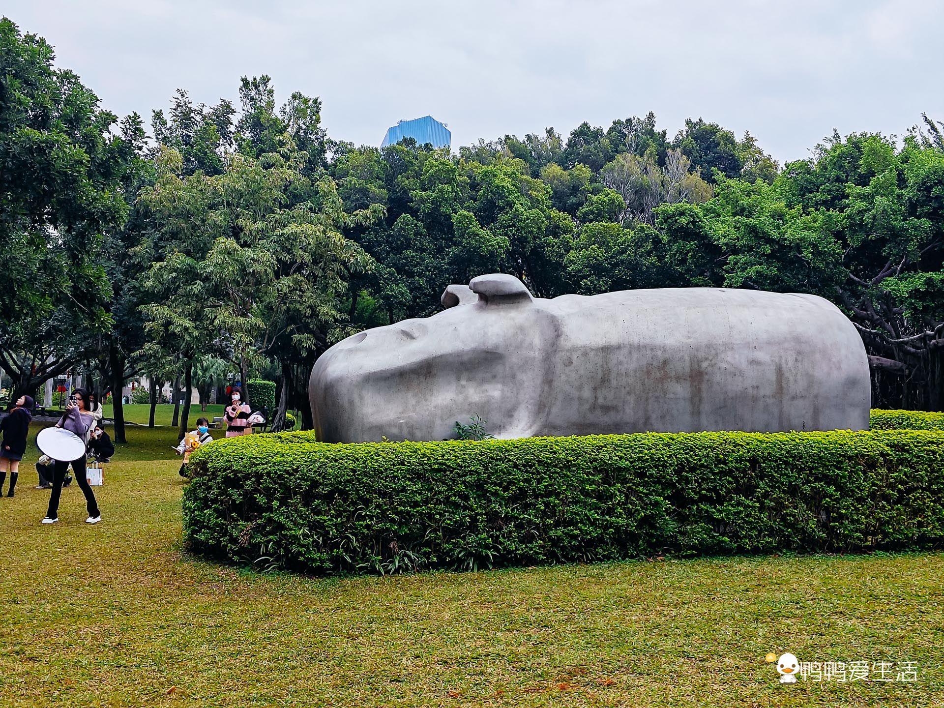 厦门哪里可以看到落羽杉,厦门五缘湾落羽杉
