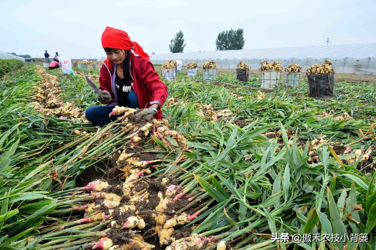 大姜的种植和管理技术资料,大姜种植技术与管理生长周期