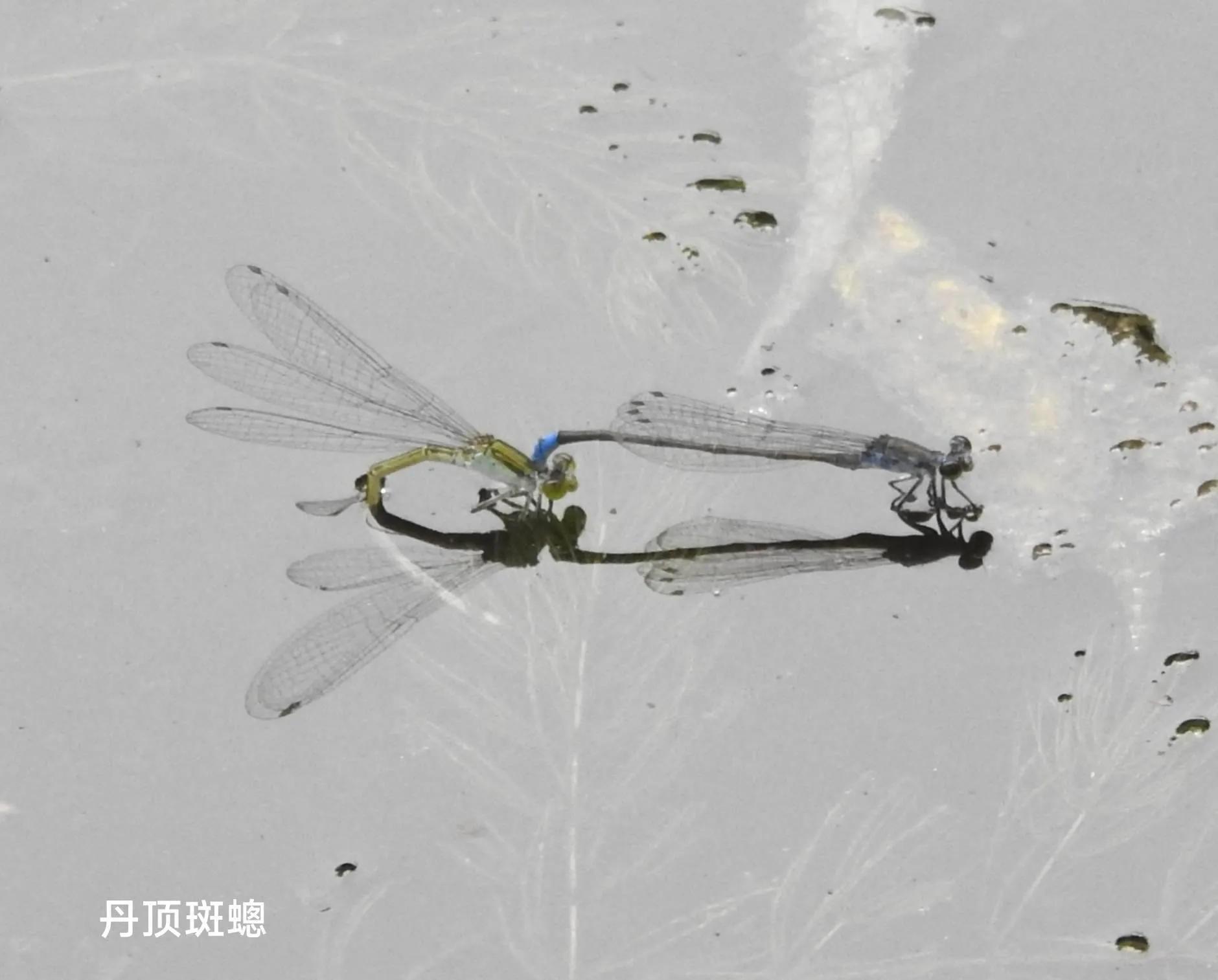 豆娘和蜻蜓是同一种动物吗,蜻蜓豆娘是珍稀动物吗