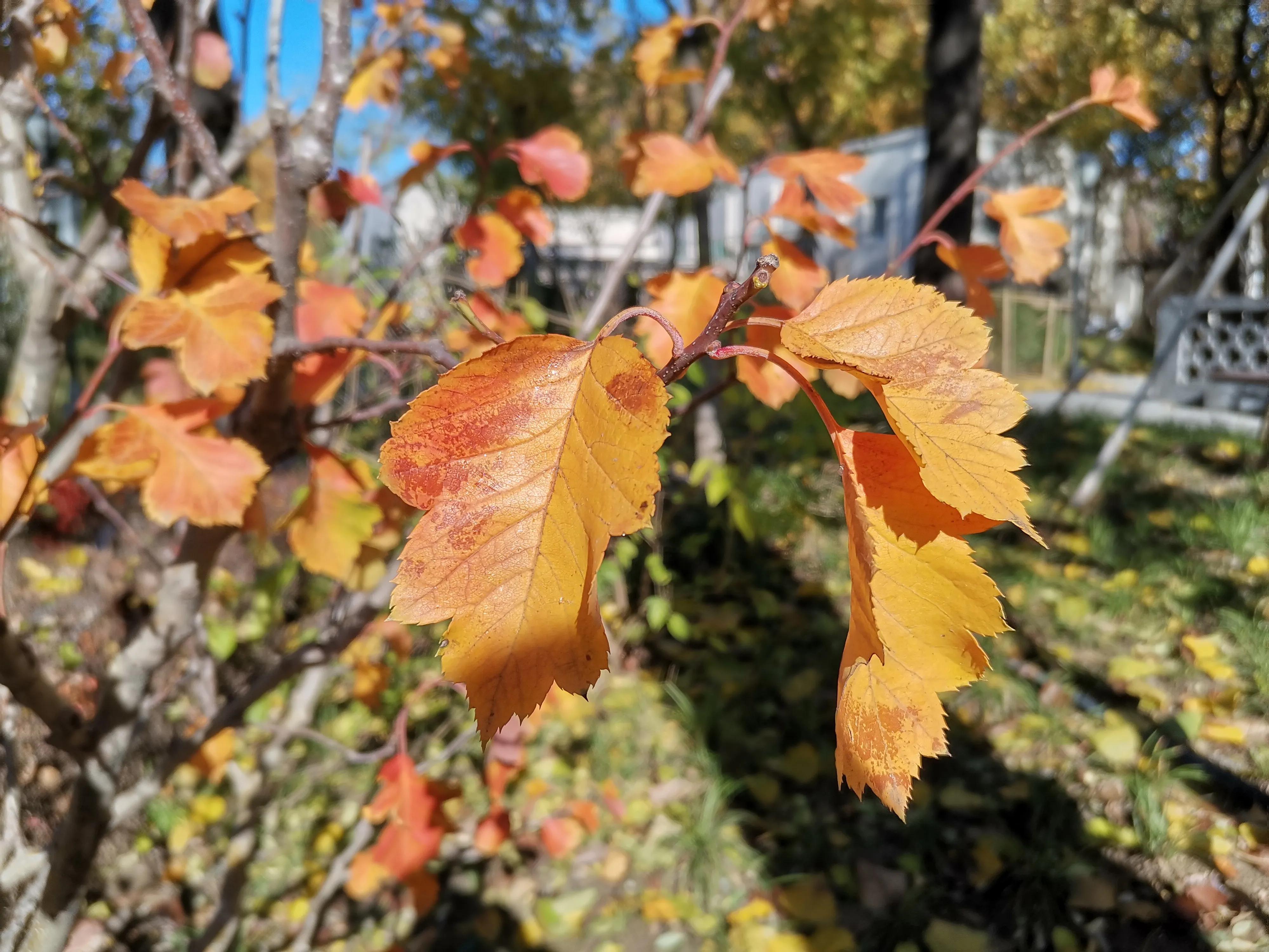 天津冬天适合漫步的公园,天津公园赏秋游玩攻略