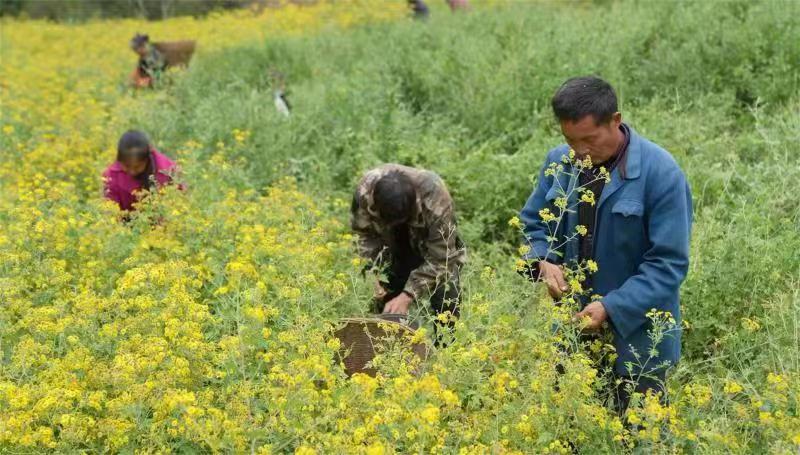 菊花助农增收技术,精品农业助农增收