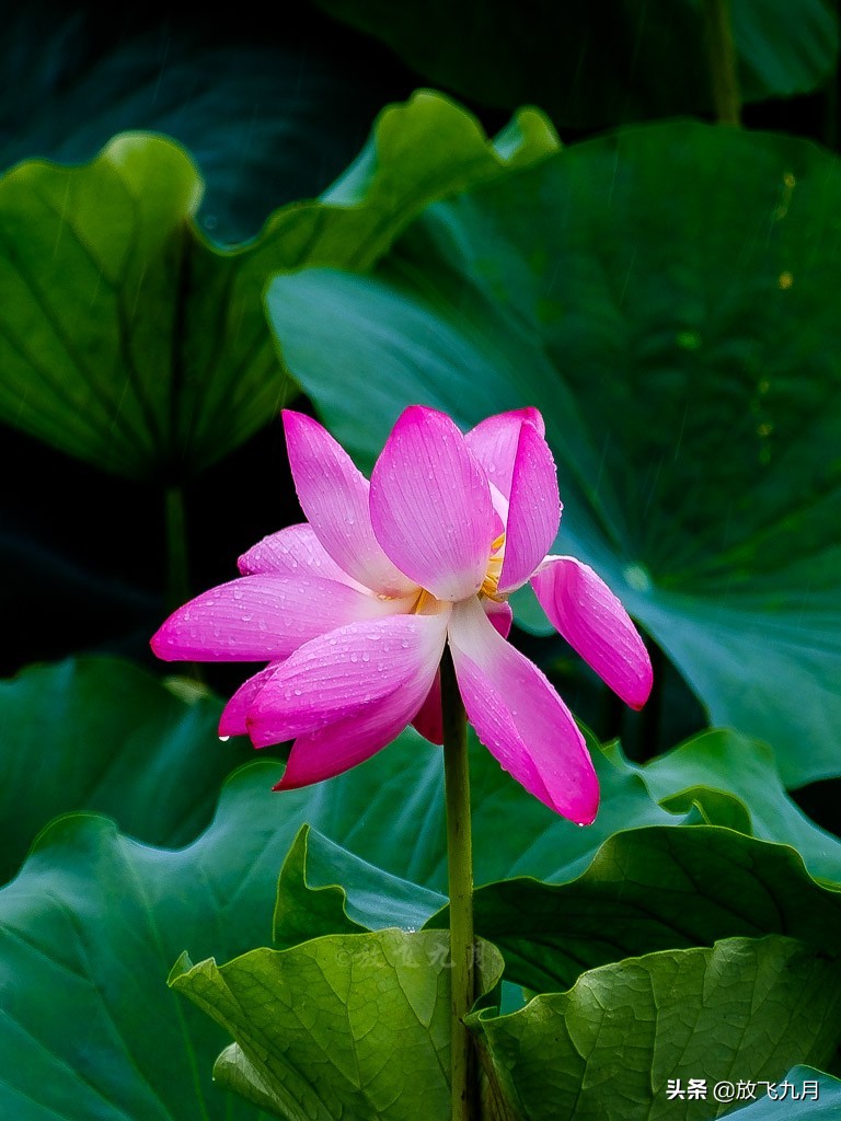 北京上庄雨中荷花，白鹭麻鸭水中捉鱼嬉戏，门票免费