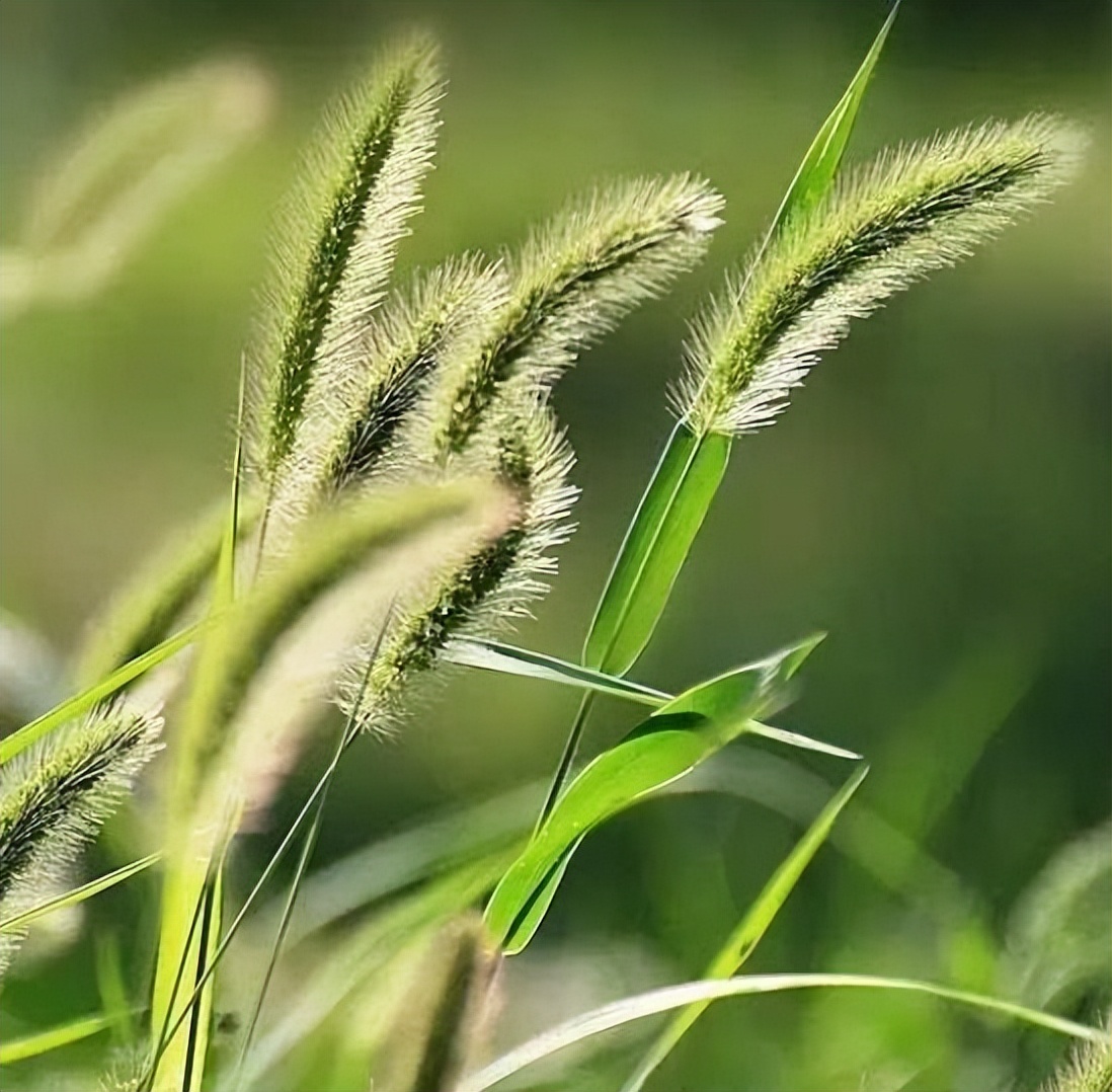 狗尾巴草哪部分可煮水喝,狗尾巴草煮水喝的功效及传说