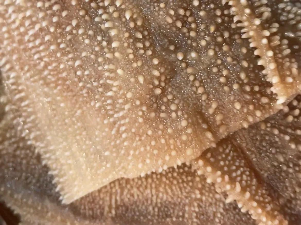 毛肚和黄喉怎么去异味,黄喉好吃还是毛肚好吃