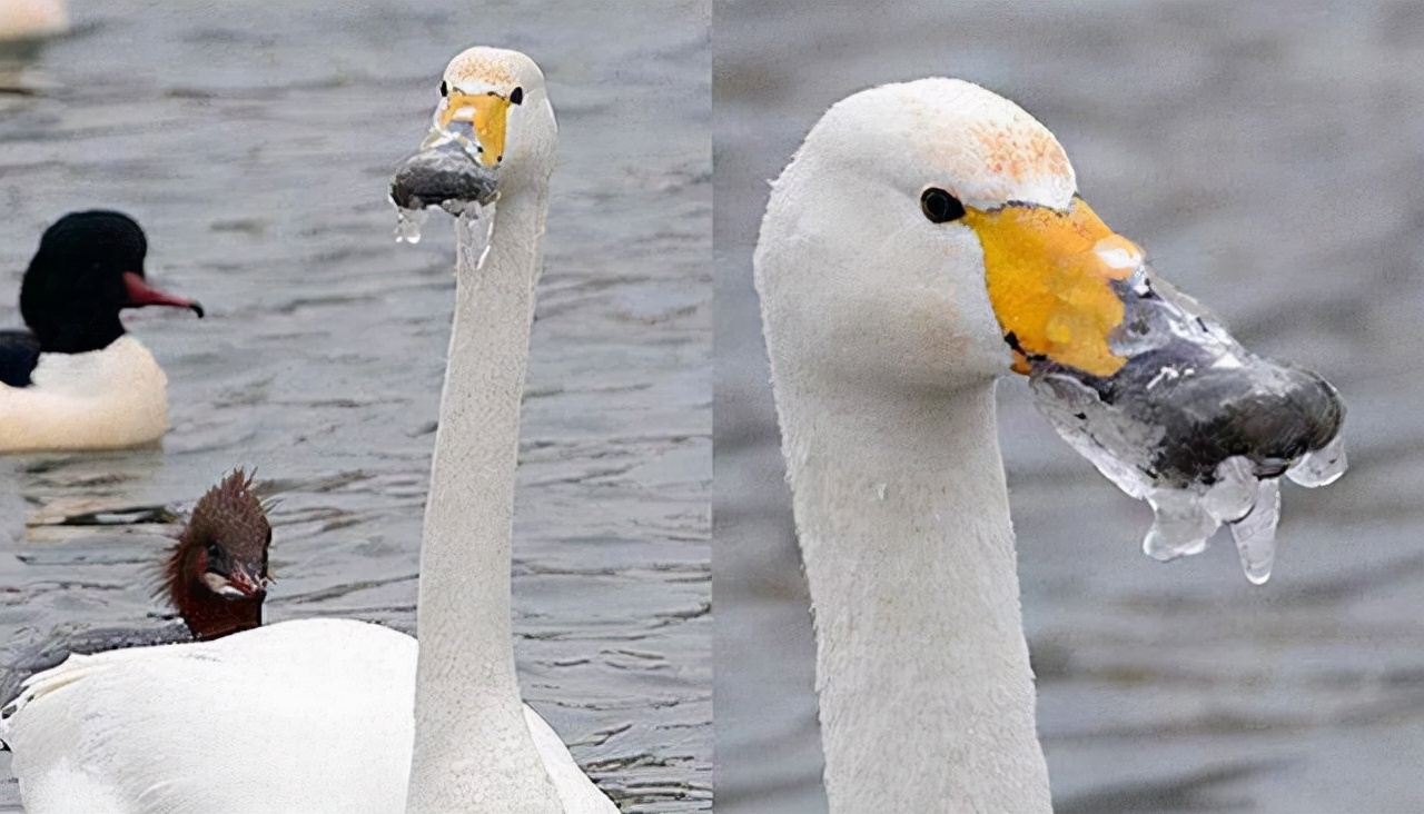 第一个用无人机拍到的鲸鱼,鲸鱼萤火虫