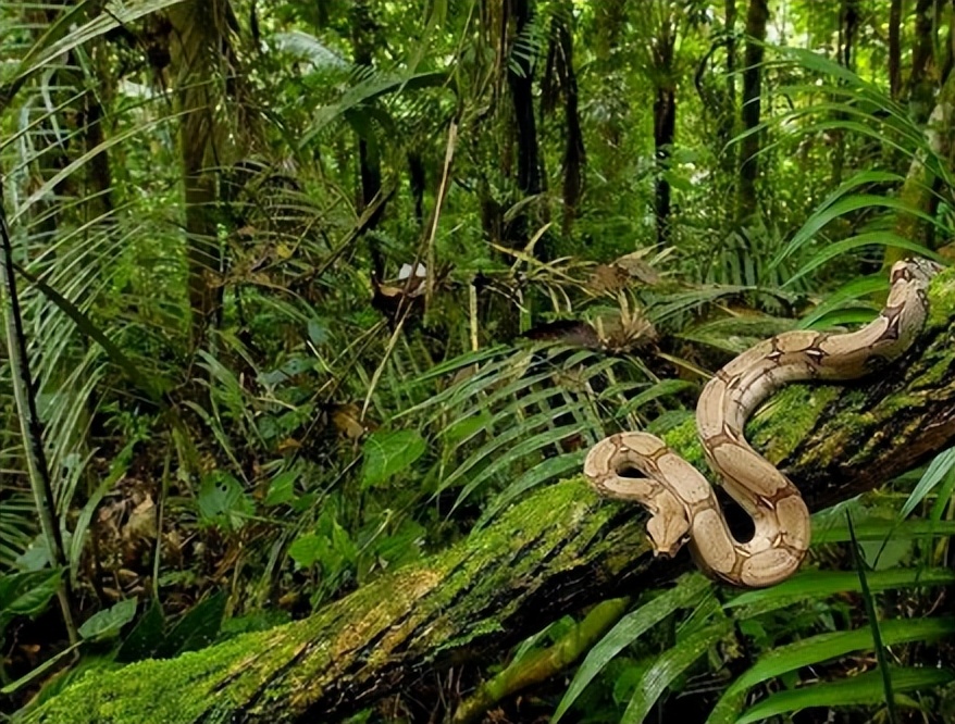 亚马逊雨林对全球气候的影响,亚马逊热带雨林的保护措施