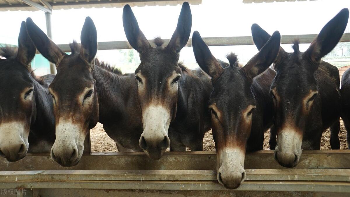 肉驴养殖方法和时间和技巧,肉驴养殖注意事项有哪些