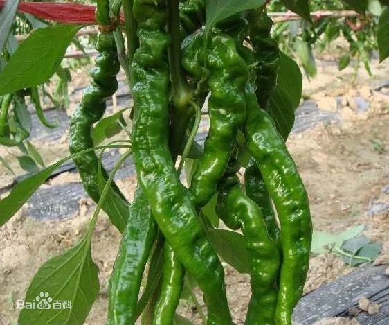 最辣的辣椒全球,全球超辣辣椒