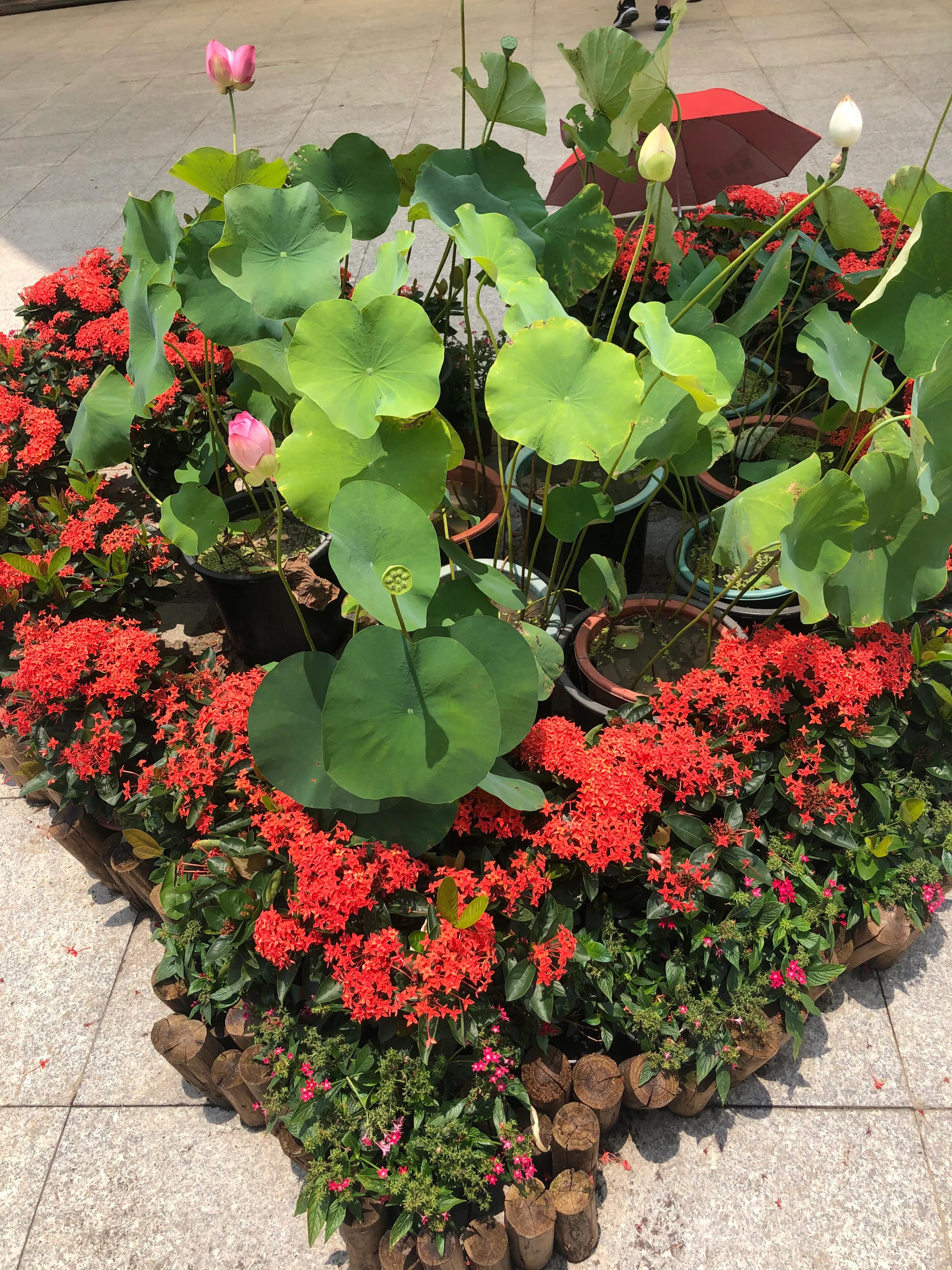 华南国家植物园一日游攻略,华南植物园属于哪个区