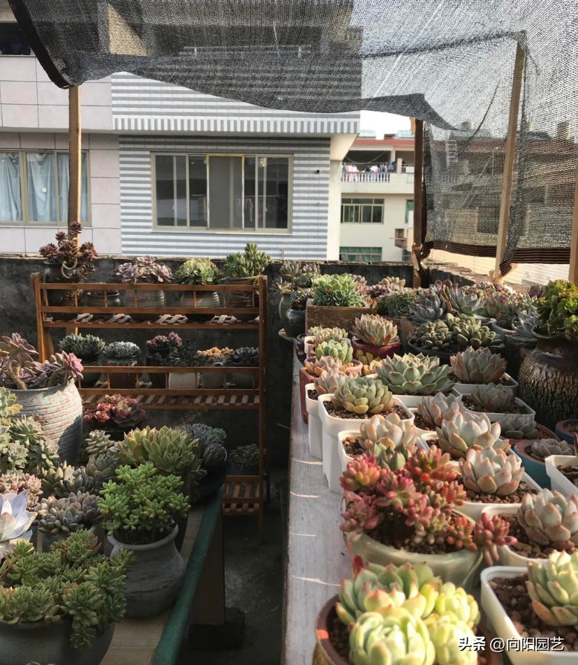 不适合淋雨露养的多肉,露养多肉杀菌雨前还是雨后