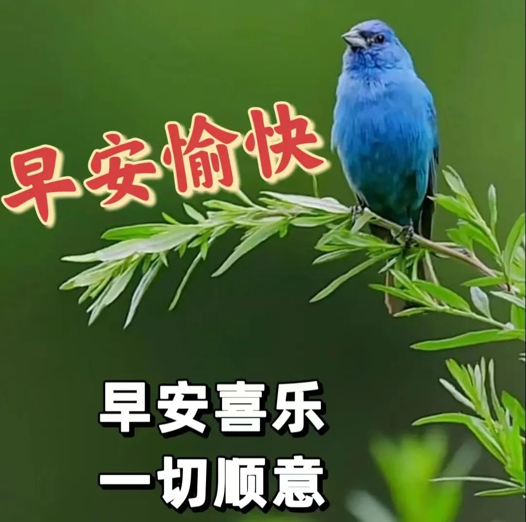 九月早上祝福,九月九早上好的祝福视频