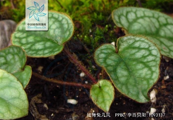 Nice兔meetyou,“属兔”的植物你知道多少?