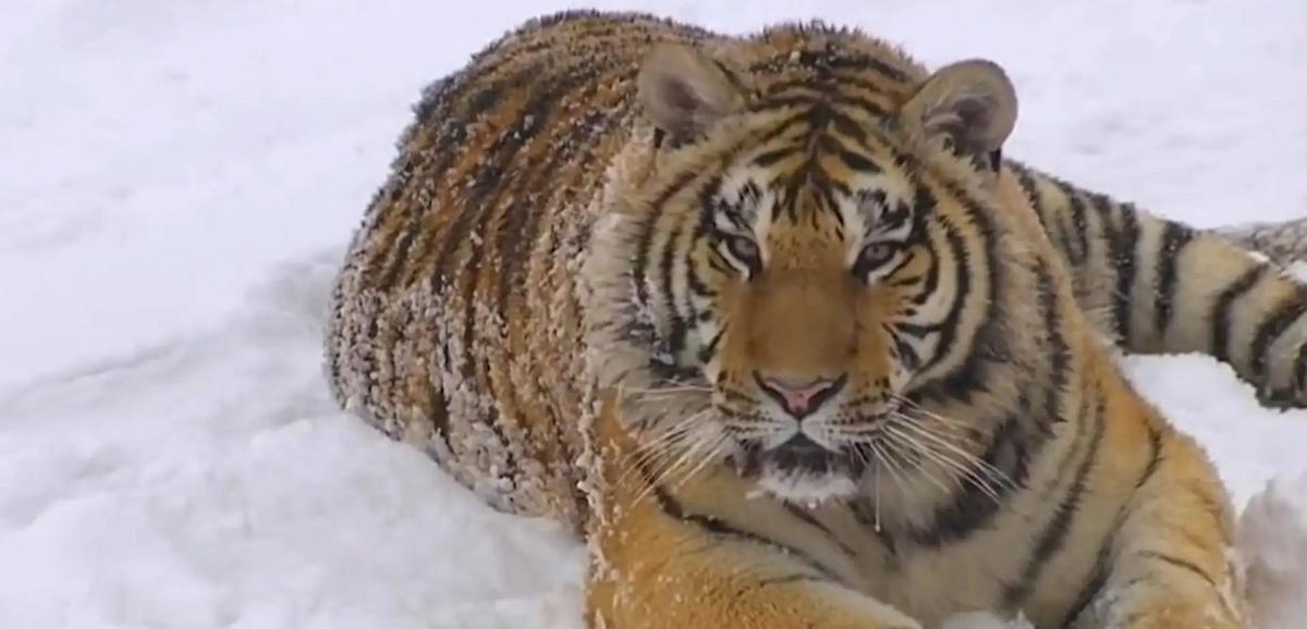 食人虎吃掉436人真相,世界最凶残的食人虎