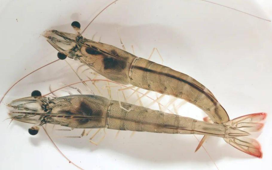 对虾养殖的碳氮磷比,对虾溶氧与产量的关系