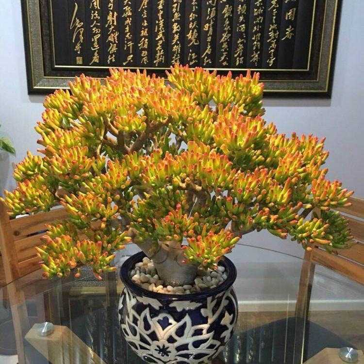 6种漂亮的富贵花好养好看还招财,6种长寿花能活一百年漂亮又吉利