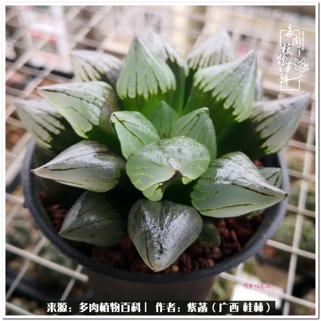 酷暑里的关爱，如十二卷般透亮绵长