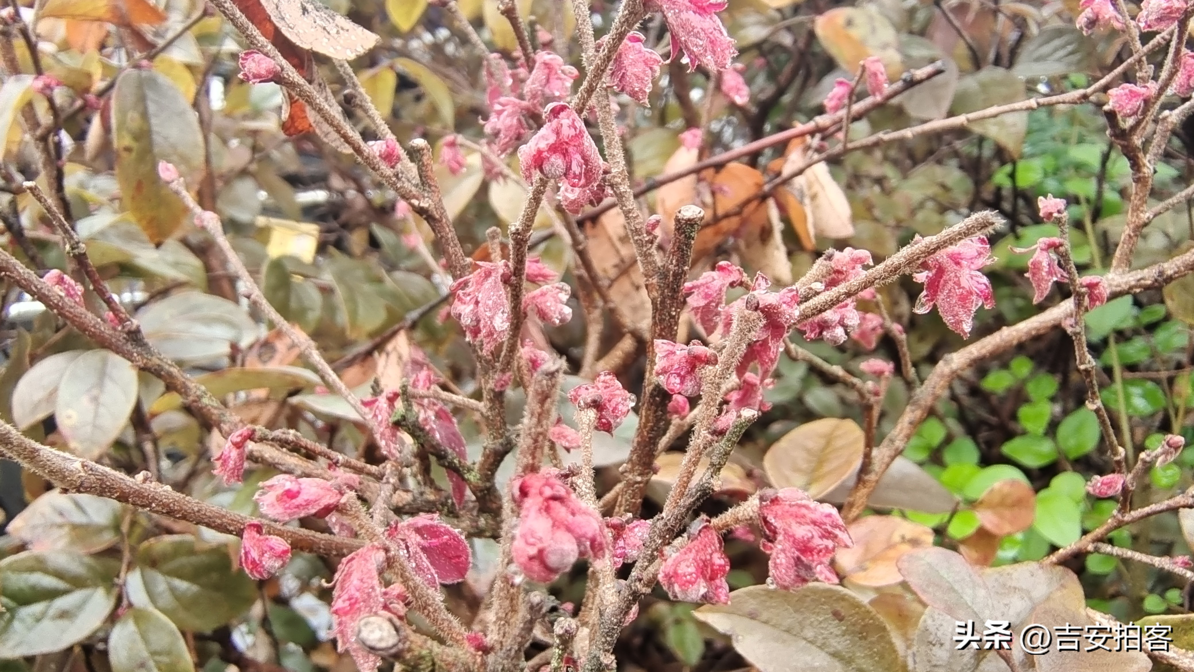 春雨滋润下的红花檵木