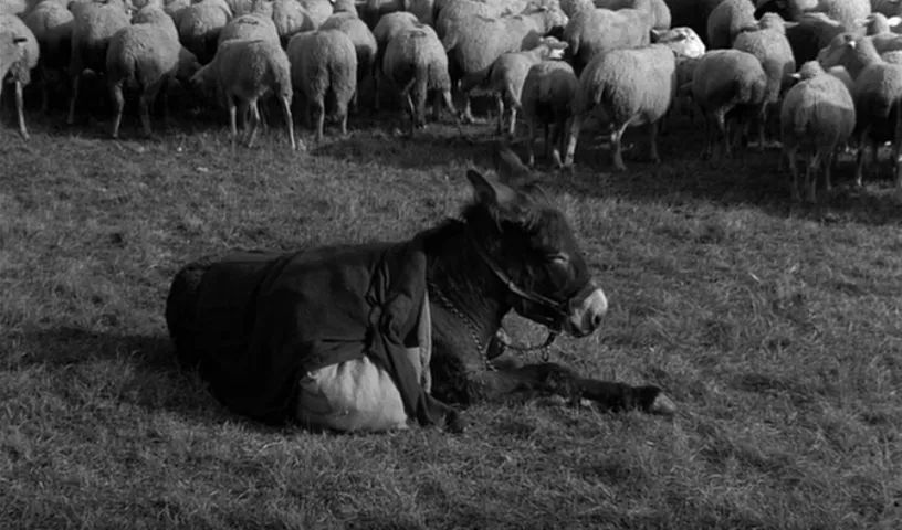 关于驴的电影大全,关于驴的电影解说