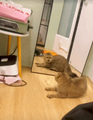 给力的一字马,给力的一字马后续