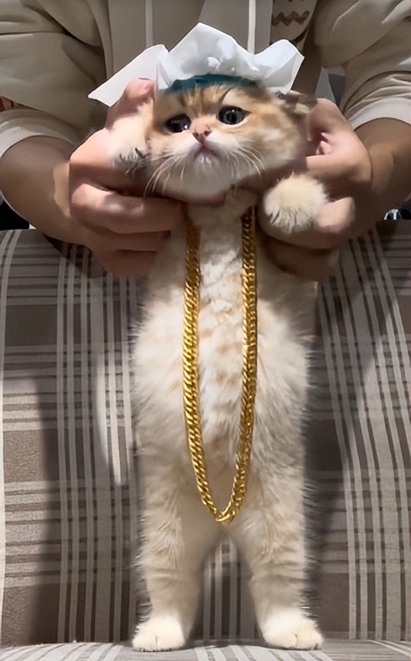 全朋友圈的人都在看世界杯,这届网友到底在看什么