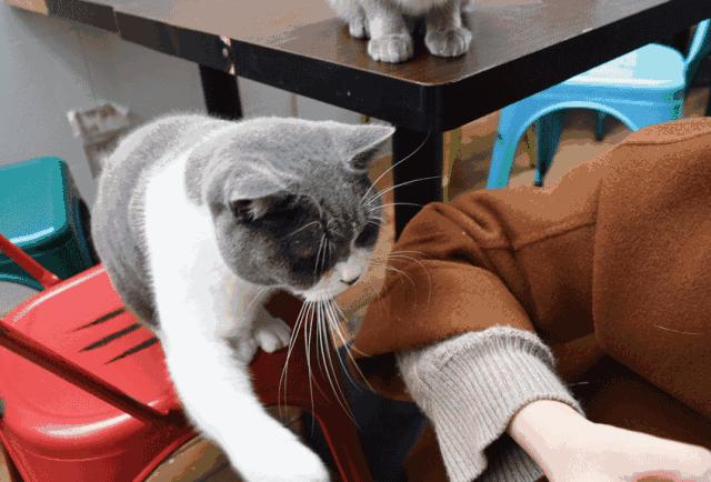 被主人弃养在医院的蓝猫,英短蓝猫为什么会流产