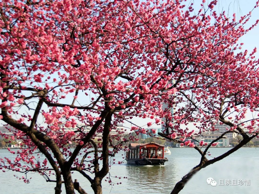 春暖花已开赏梅正当时,暗香扑鼻又是一年赏梅时