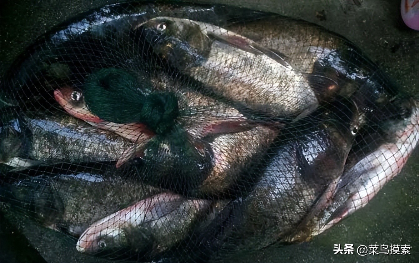 手竿钓鲢鳙的正确钓法,冬季手竿钓鲢鳙怎么钓