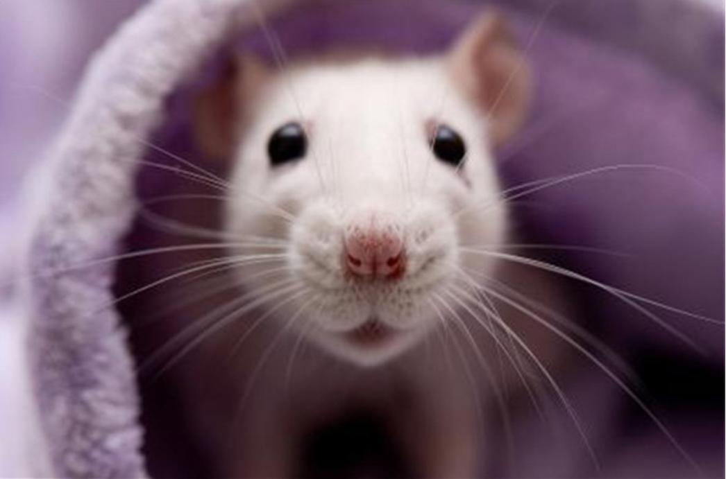 美国8只白鼠进入乐园,美国将8只白鼠放进乐园