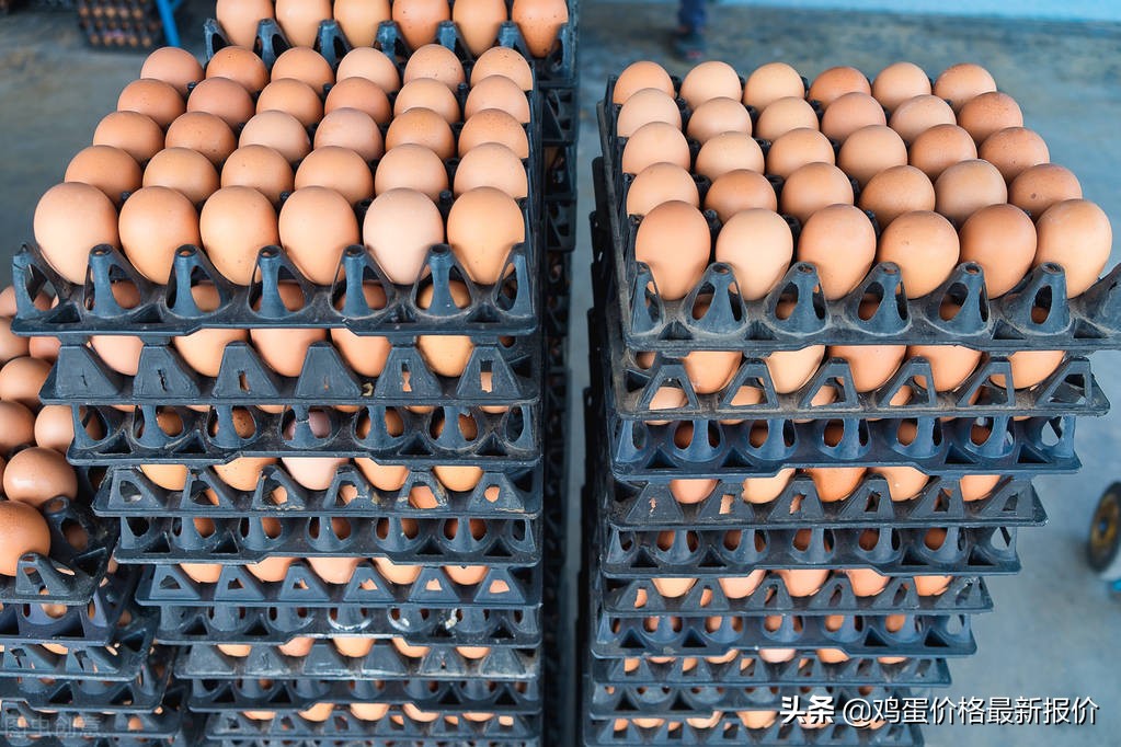 鸡蛋价格今日河北馆陶,今日河北馆陶最新鸡蛋价格