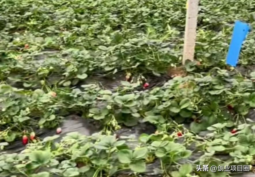 农村致富在一年之内出效益的项目,农村人致富选择种植好项目