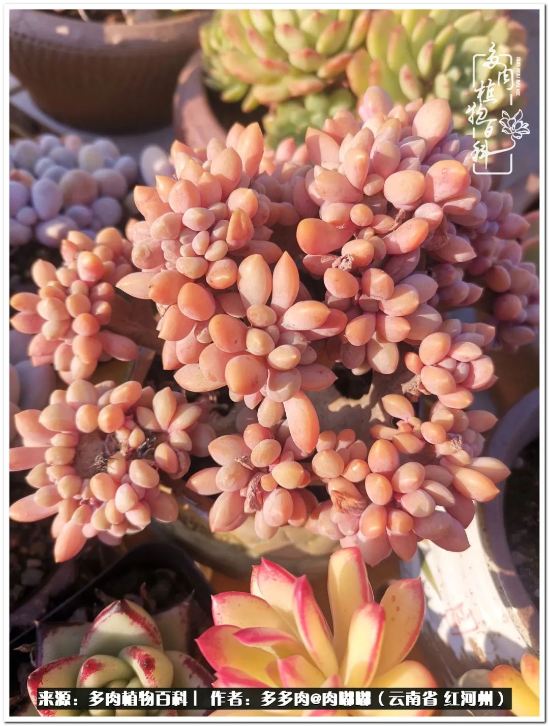 多肉组合美图大全,多肉对比图照片制作模板