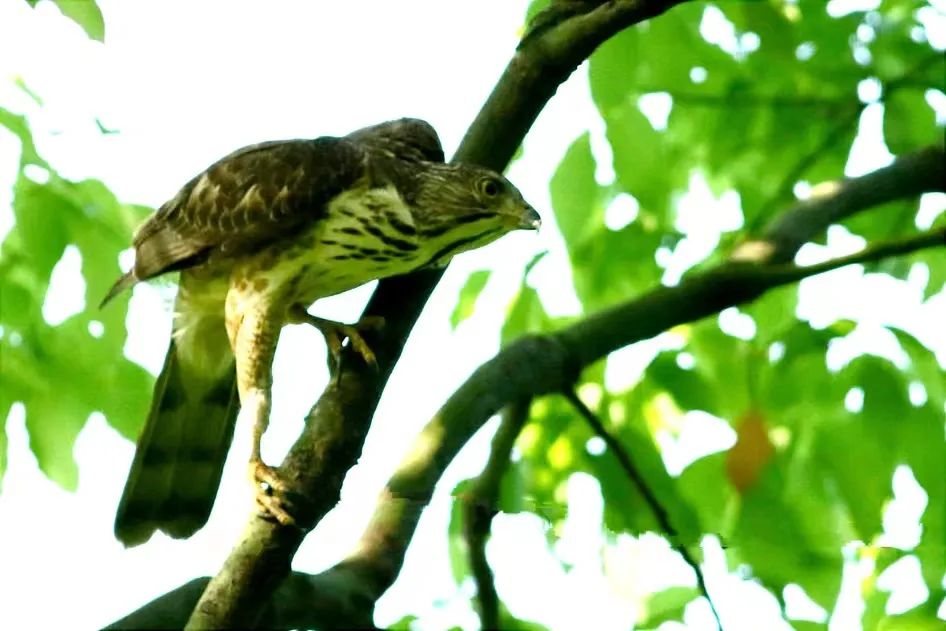 稀客凤头鹰植物园筑巢安家,西湖边现国家二级保护动物凤头鹰