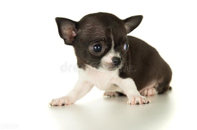 哪种狗狗最可爱,最帅气的狗狗十大排名