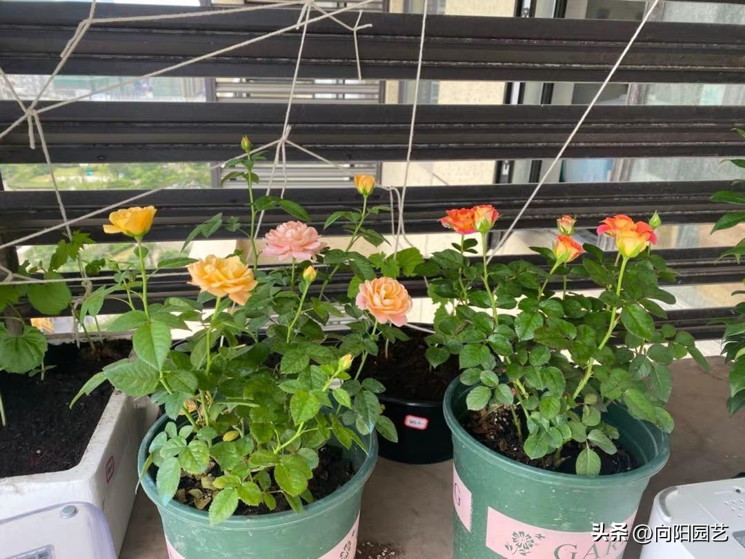 进口泥炭土哪个好,进口十大泥炭土排行