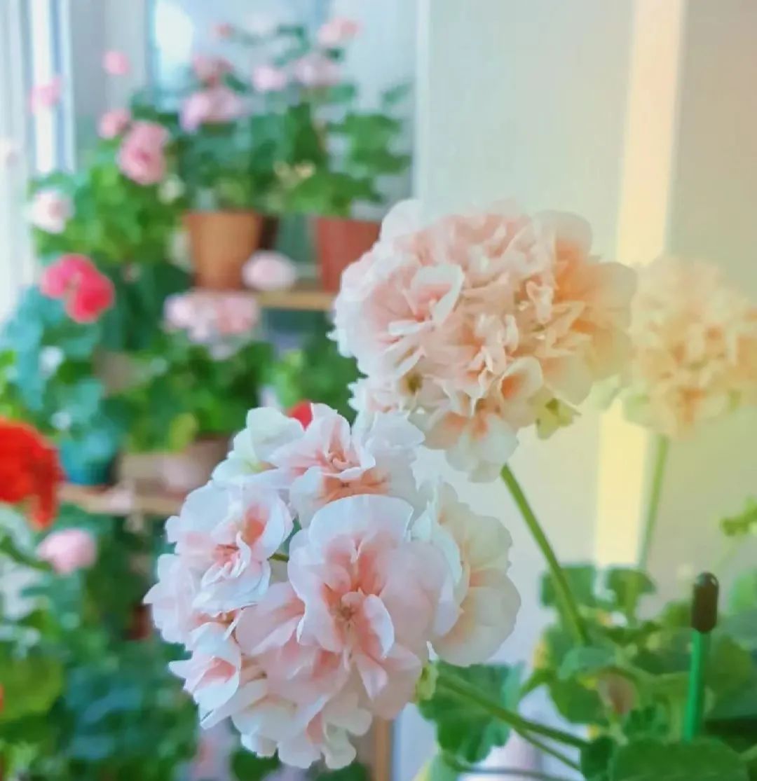 一年四季家庭种花播种时间表,南方一年四季蔬菜播种时间表