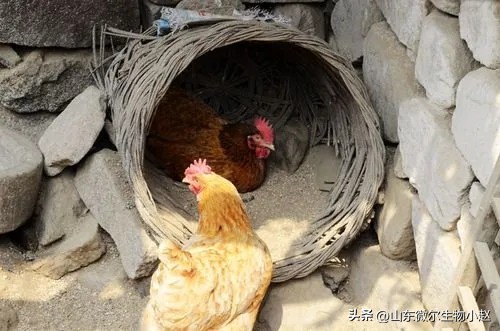 养鸡学会用醋,养鸡喂白醋有什么好处