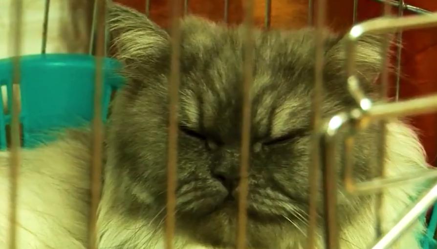 产后抑郁症的猫有什么表现,小母猫产后抑郁什么表现