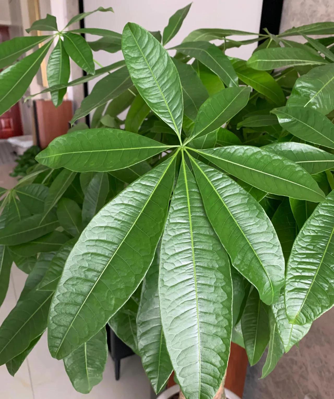 一年四季开花好养的植物吸甲醛,吸甲醛净化空气的花草