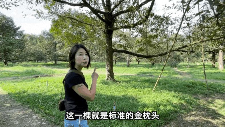 榴莲园带你看越南最美的榴莲,去泰国榴莲园里摘榴莲