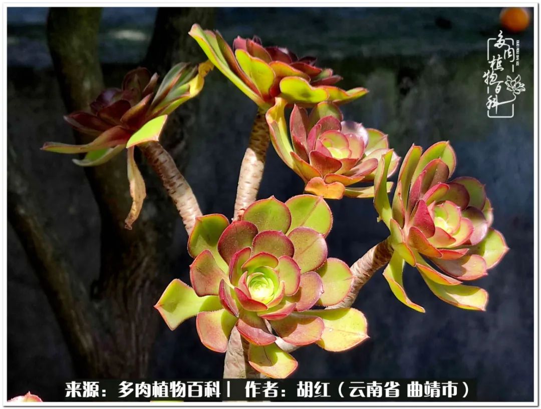 多肉植物里的糖,多肉生活的调味剂