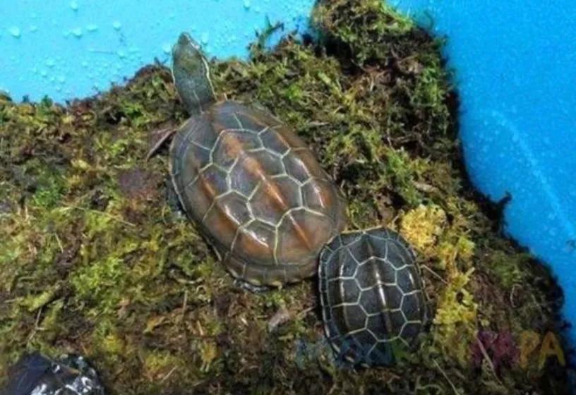 乌龟冬眠几月份开始养好,乌龟冬眠的方法及注意事项