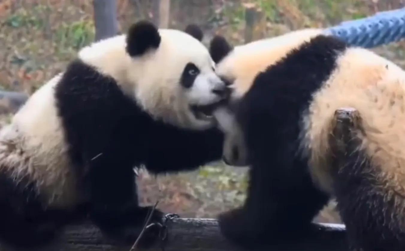 考古爱宝,考古爱宝的童年经历